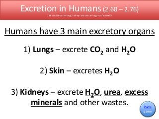Excretion in Humans (2.68 – 2.76) 
2.68 recall that the lungs, kidneys and skin are organs of excretion 
Humans have 3 main excretory organs 
1) Lungs – excrete CO2 and H2O 
2) Skin – excretes H2O 
3) Kidneys – excrete H2O, urea, excess 
minerals and other wastes. Parts 
game 
 