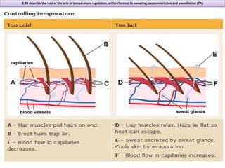 Transpiration In Humans Igcse biology edexcel 2.77 2.90