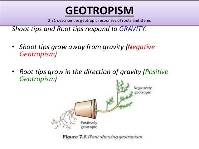 Igcse biology edexcel 2.77 2.90