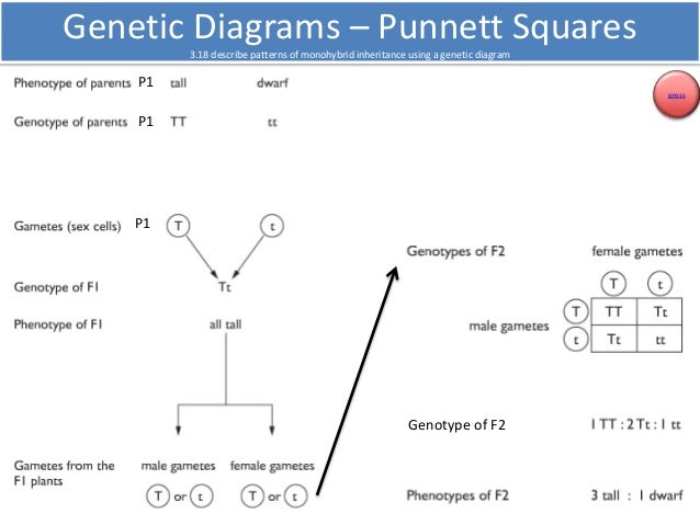 level genetic diagram o edexcel 3.33 Igcse 3.13 biology