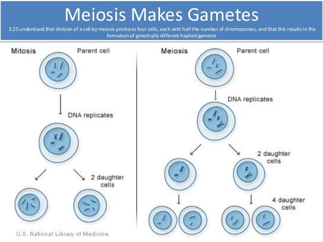 yeast for diagram biology Igcse 3.33 edexcel 3.13