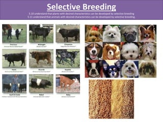 Selective Breeding 
5.10 understand that plants with desired characteristics can be developed by selective breeding 
5.11 understand that animals with desired characteristics can be developed by selective breeding. 
 