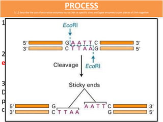 PROCESS 
5.12 describe the use of restriction enzymes to cut DNA at specific sites and ligase enzymes to join pieces of DNA together 
1) Plasmids are isolated from a bacterium. 
2) They are cut open with a specific restriction 
enzyme. 
3) The gene to be transferred is cut from the donor 
DNA using the same restriction enzyme, so that the 
plasmid and the gene have the same sticky ends and 
can be joined together. (ends match) 
 