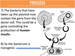 PROCESS 
5.12 describe the use of restriction enzymes to cut DNA at specific sites and ligase enzymes to join pieces of DNA together 
7) The bacteria that have 
taken up the plasmid now 
contain the gene from the 
donor cell. This could be a 
gene controlling the 
production of human 
insulin. 
8) So the bacterium is 
transgenic. 
 