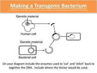 Making a Transgenic Bacterium 
5.12 describe the use of restriction enzymes to cut DNA at specific sites and ligase enzymes to join pieces of DNA together 
On your diagram include the enzymes used to ‘cut’ and ‘stitch’ back to 
together the DNA. Include where the Vector would be used. 
 