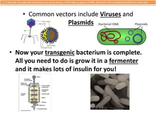 5.13 describe how plasmids and viruses can act as vectors, which take up pieces of DNA, then insert this recombinant DNA into other cells 
• Common vectors include Viruses and 
Plasmids 
• Now your transgenic bacterium is complete. 
All you need to do is grow it in a fermenter 
and it makes lots of insulin for you! 
 