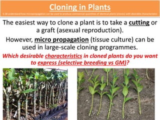 Cloning in Plants 
5.18 understand how micropropagation can be used to produce commercial quantities of identical plants (clones) with desirable characteristics 
The easiest way to clone a plant is to take a cutting or 
a graft (asexual reproduction). 
However, micro propagation (tissue culture) can be 
used in large-scale cloning programmes. 
Which desirable characteristics in cloned plants do you want 
to express (selective breeding vs GM)? 
 
