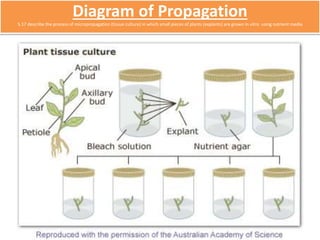 Diagram of Propagation 
5.17 describe the process of micropropagation (tissue culture) in which small pieces of plants (explants) are grown in vitro using nutrient media 
 