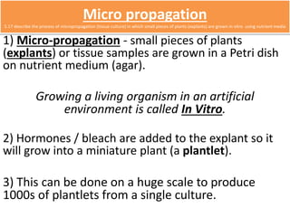 Micro propagation 
5.17 describe the process of micropropagation (tissue culture) in which small pieces of plants (explants) are grown in vitro using nutrient media 
1) Micro-propagation - small pieces of plants 
(explants) or tissue samples are grown in a Petri dish 
on nutrient medium (agar). 
Growing a living organism in an artificial 
environment is called In Vitro. 
2) Hormones / bleach are added to the explant so it 
will grow into a miniature plant (a plantlet). 
3) This can be done on a huge scale to produce 
1000s of plantlets from a single culture. 
 