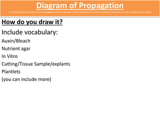 Diagram of Propagation 
5.17 describe the process of micropropagation (tissue culture) in which small pieces of plants (explants) are grown in vitro using nutrient media 
How do you draw it? 
Include vocabulary: 
Auxin/Bleach 
Nutrient agar 
In Vitro 
Cutting/Tissue Sample/explants 
Plantlets 
(you can include more) 
 