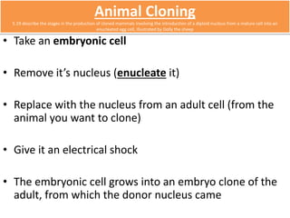 Animal Cloning 
5.19 describe the stages in the production of cloned mammals involving the introduction of a diploid nucleus from a mature cell into an 
enucleated egg cell, illustrated by Dolly the sheep 
• Take an embryonic cell 
• Remove it’s nucleus (enucleate it) 
• Replace with the nucleus from an adult cell (from the 
animal you want to clone) 
• Give it an electrical shock 
• The embryonic cell grows into an embryo clone of the 
adult, from which the donor nucleus came 
 