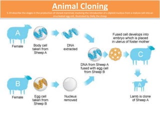 Animal Cloning 
5.19 describe the stages in the production of cloned mammals involving the introduction of a diploid nucleus from a mature cell into an 
enucleated egg cell, illustrated by Dolly the sheep 
 