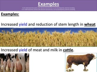 Examples: 
Examples 
5.10 understand that plants with desired characteristics can be developed by selective breeding 
5.11 understand that animals with desired characteristics can be developed by selective breeding. 
Increased yield and reduction of stem length in wheat 
Increased yield of meat and milk in cattle. 
 