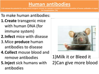 Human antibodies 
5.20 evaluate the potential for using cloned transgenic animals, for example to produce commercial quantities of human antibodies or organs 
for transplantation. (TA) 
To make human antibodies: 
1.Create transgenic mice 
with human DNA (for 
immune system) 
2.Infect mice with disease 
3.Mice produce human 
antibodies to disease 
4.Collect mouse blood and 
remove antibodies 
5.Inject sick humans with 
antibodies 
1)Milk it or Bleed it 
2)Can give more blood 
 