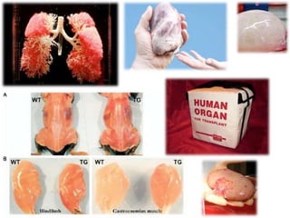 Igcse biology edexcel 5.10 5.20