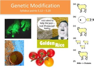Genetic Modification 
Syllabus points 5.12 – 5.20 
 