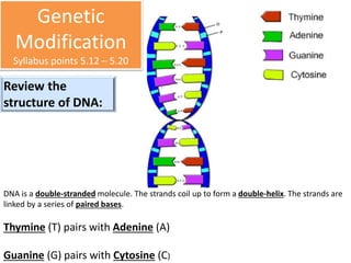 Genetic 
Modification 
Syllabus points 5.12 – 5.20 
Review the 
structure of DNA: 
DNA is a double-stranded molecule. The strands coil up to form a double-helix. The strands are 
linked by a series of paired bases. 
Thymine (T) pairs with Adenine (A) 
Guanine (G) pairs with Cytosine (C) 
 