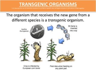 TRANSGENIC ORGANISMS 
5.12 describe the use of restriction enzymes to cut DNA at specific sites and ligase enzymes to join pieces of DNA together 
The organism that receives the new gene from a 
different species is a transgenic organism. 
 