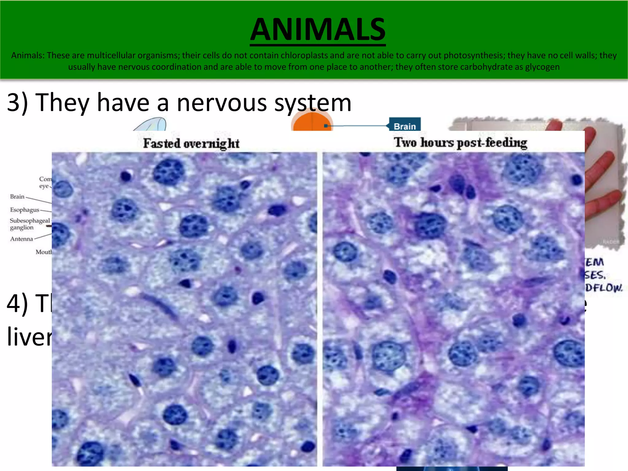 ANIMALS 
Animals: These are multicellular organisms; their cells do not contain chloroplasts and are not able to carry out photosynthesis; they have no cell walls; they 
usually have nervous coordination and are able to move from one place to another; they often store carbohydrate as glycogen 
3) They have a nervous system 
4) They often store carbohydrate as glycogen in the 
liver and muscles. 
 