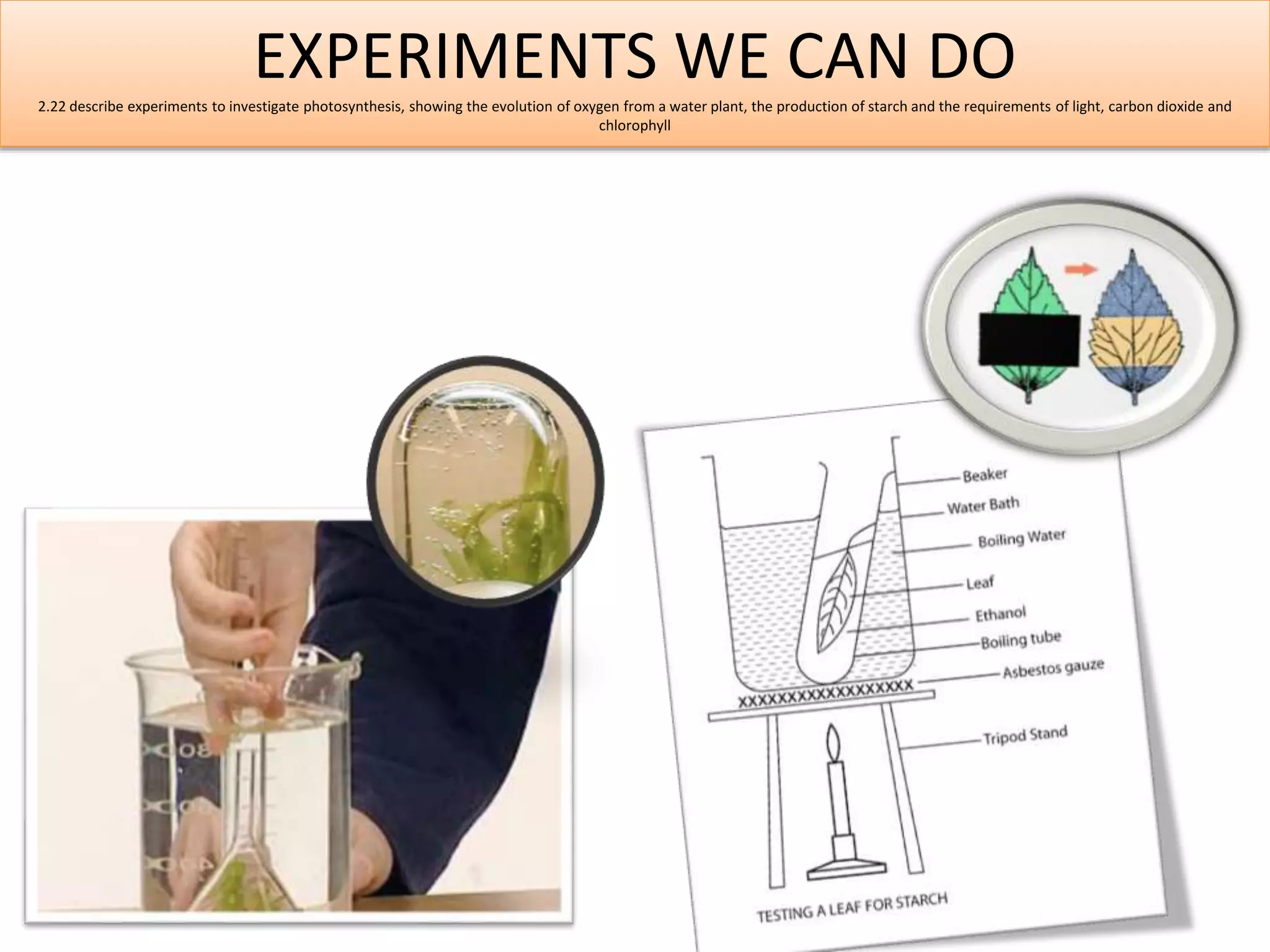EXPERIMENTS WE CAN DO 
2.22 describe experiments to investigate photosynthesis, showing the evolution of oxygen from a water plant, the production of starch and the requirements of light, carbon dioxide and 
chlorophyll 
 