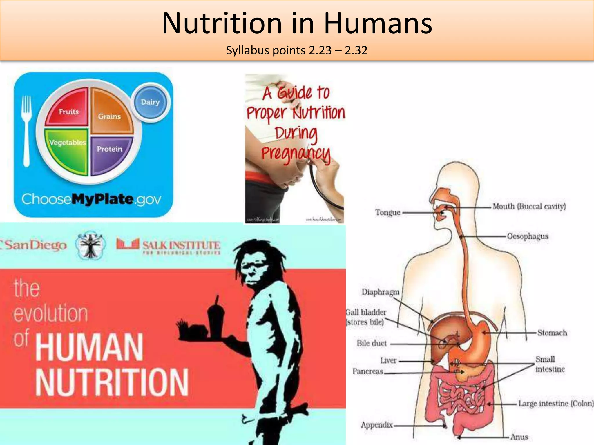 Nutrition in Humans 
Syllabus points 2.23 – 2.32 
 