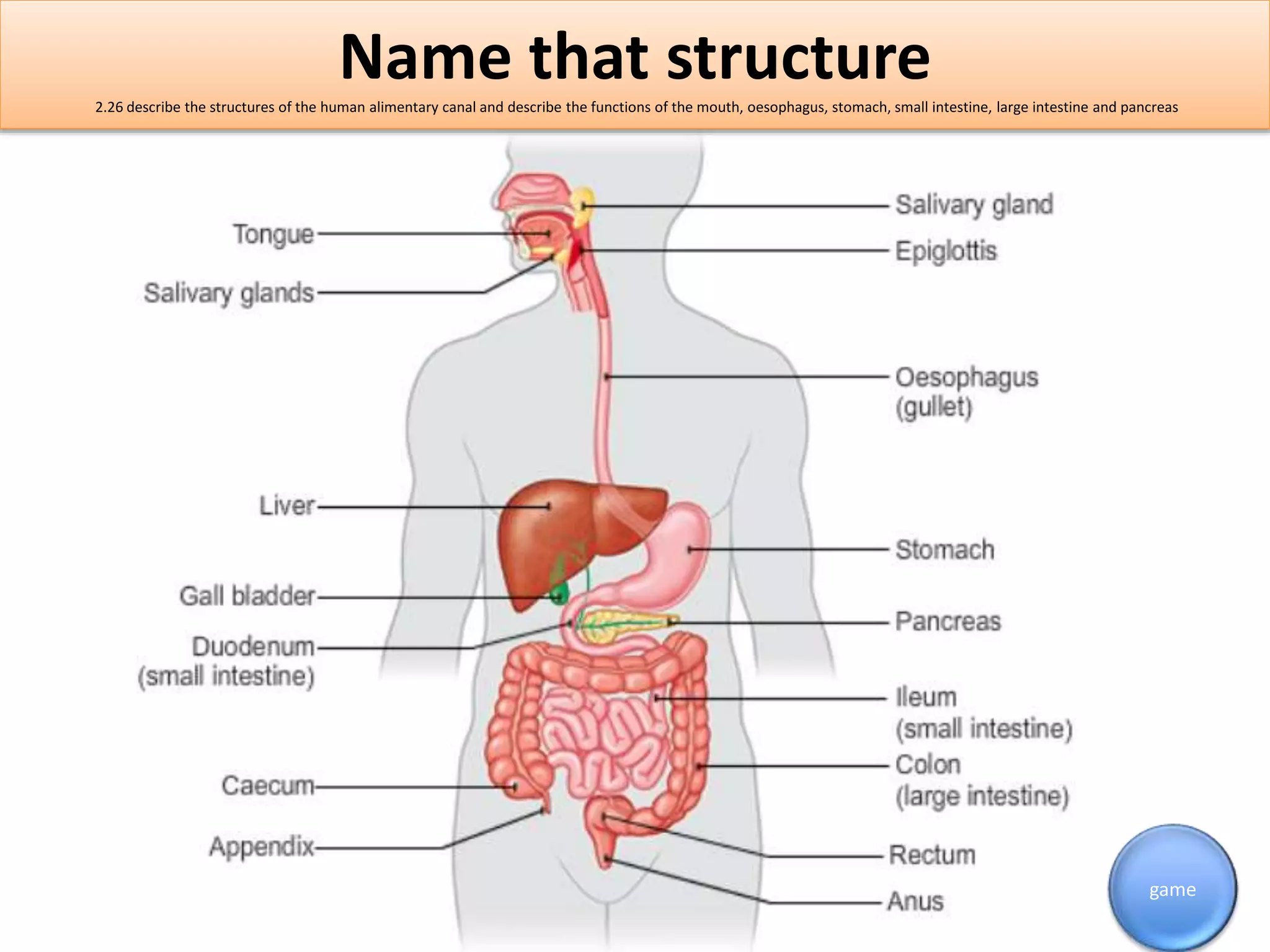Name that structure 
2.26 describe the structures of the human alimentary canal and describe the functions of the mouth, oesophagus, stomach, small intestine, large intestine and pancreas 
game 
 