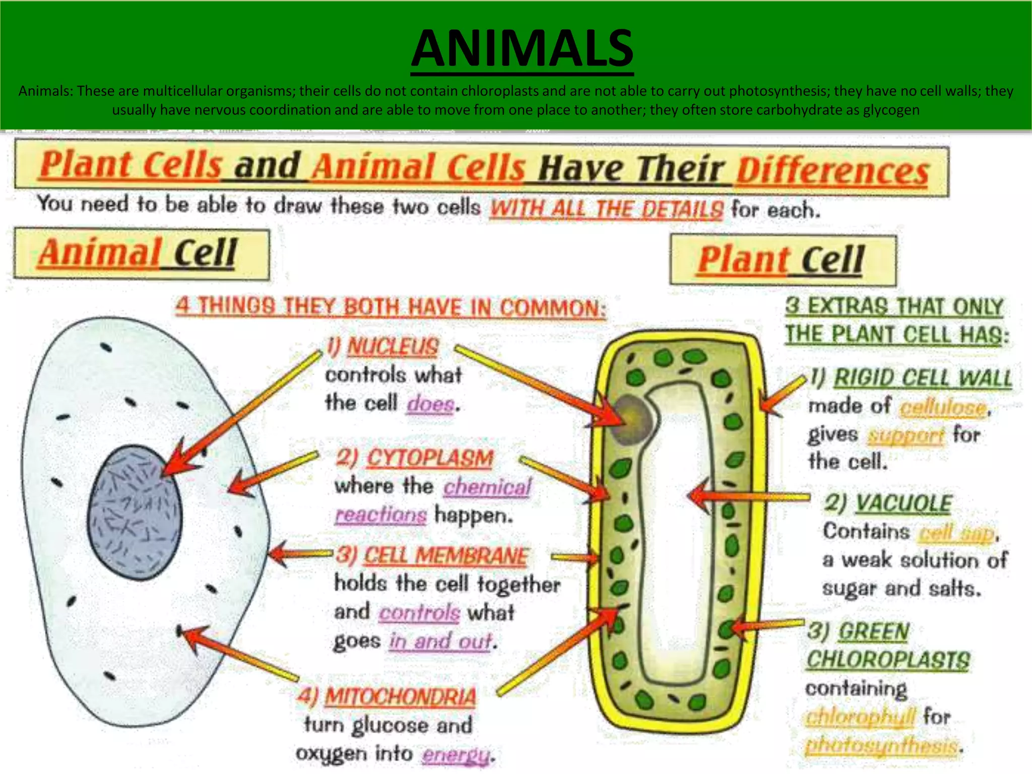 ANIMALS 
Animals: These are multicellular organisms; their cells do not contain chloroplasts and are not able to carry out photosynthesis; they have no cell walls; they 
usually have nervous coordination and are able to move from one place to another; they often store carbohydrate as glycogen 
 