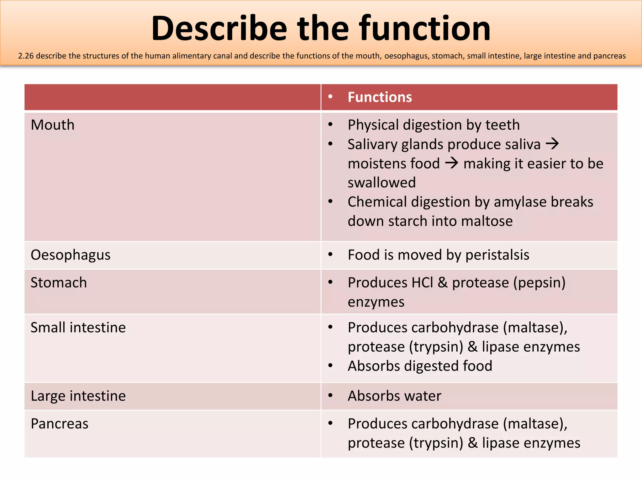 Describe the function 
2.26 describe the structures of the human alimentary canal and describe the functions of the mouth, oesophagus, stomach, small intestine, large intestine and pancreas 
• Functions 
Mouth • Physical digestion by teeth 
• Salivary glands produce saliva  
moistens food  making it easier to be 
swallowed 
• Chemical digestion by amylase breaks 
down starch into maltose 
Oesophagus • Food is moved by peristalsis 
Stomach • Produces HCl & protease (pepsin) 
enzymes 
Small intestine • Produces carbohydrase (maltase), 
protease (trypsin) & lipase enzymes 
• Absorbs digested food 
Large intestine • Absorbs water 
Pancreas • Produces carbohydrase (maltase), 
protease (trypsin) & lipase enzymes 
 