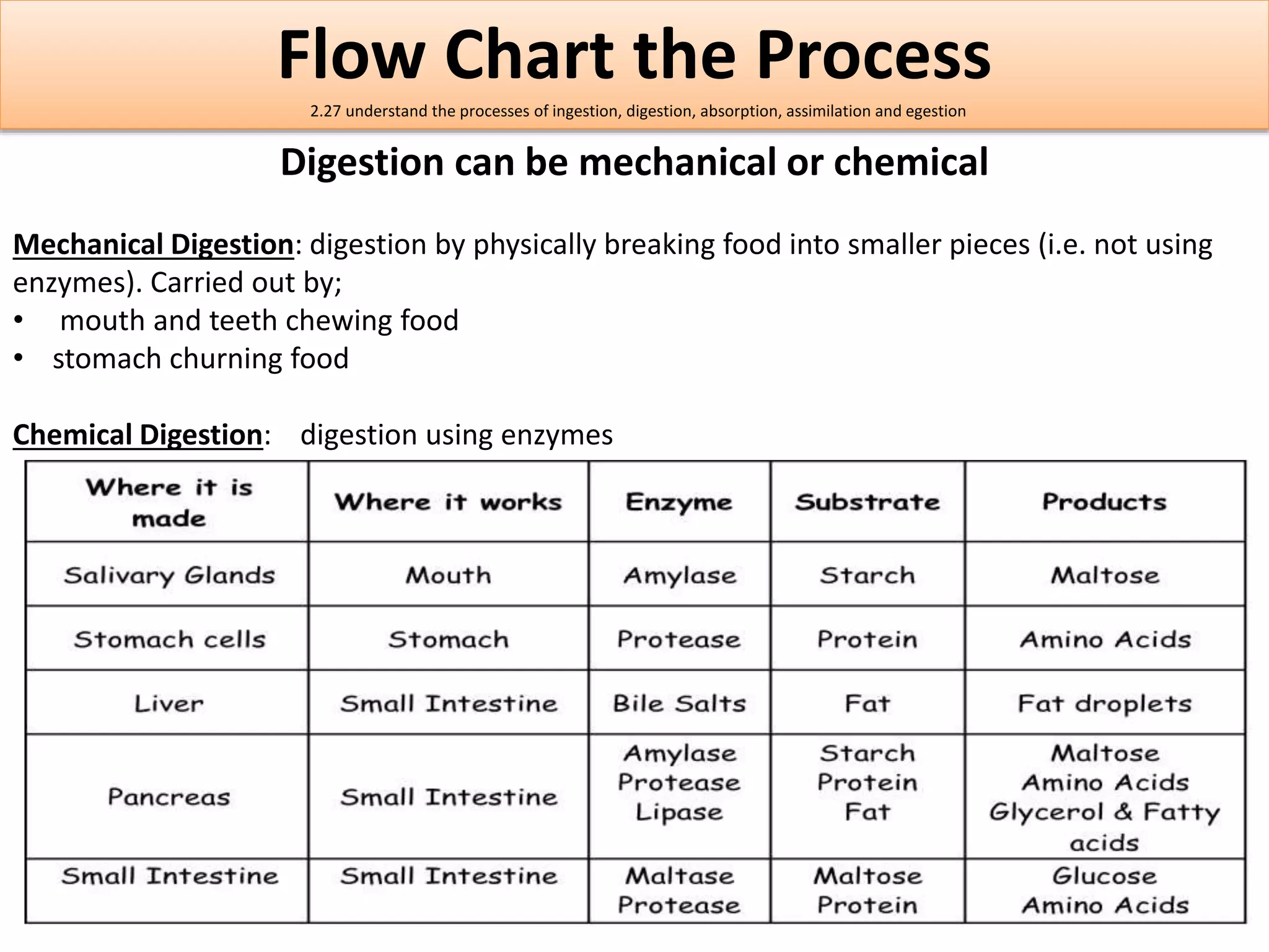 Flow Chart the Process 
2.27 understand the processes of ingestion, digestion, absorption, assimilation and egestion 
Digestion can be mechanical or chemical 
Mechanical Digestion: digestion by physically breaking food into smaller pieces (i.e. not using 
enzymes). Carried out by; 
• mouth and teeth chewing food 
• stomach churning food 
Chemical Digestion: digestion using enzymes 
 