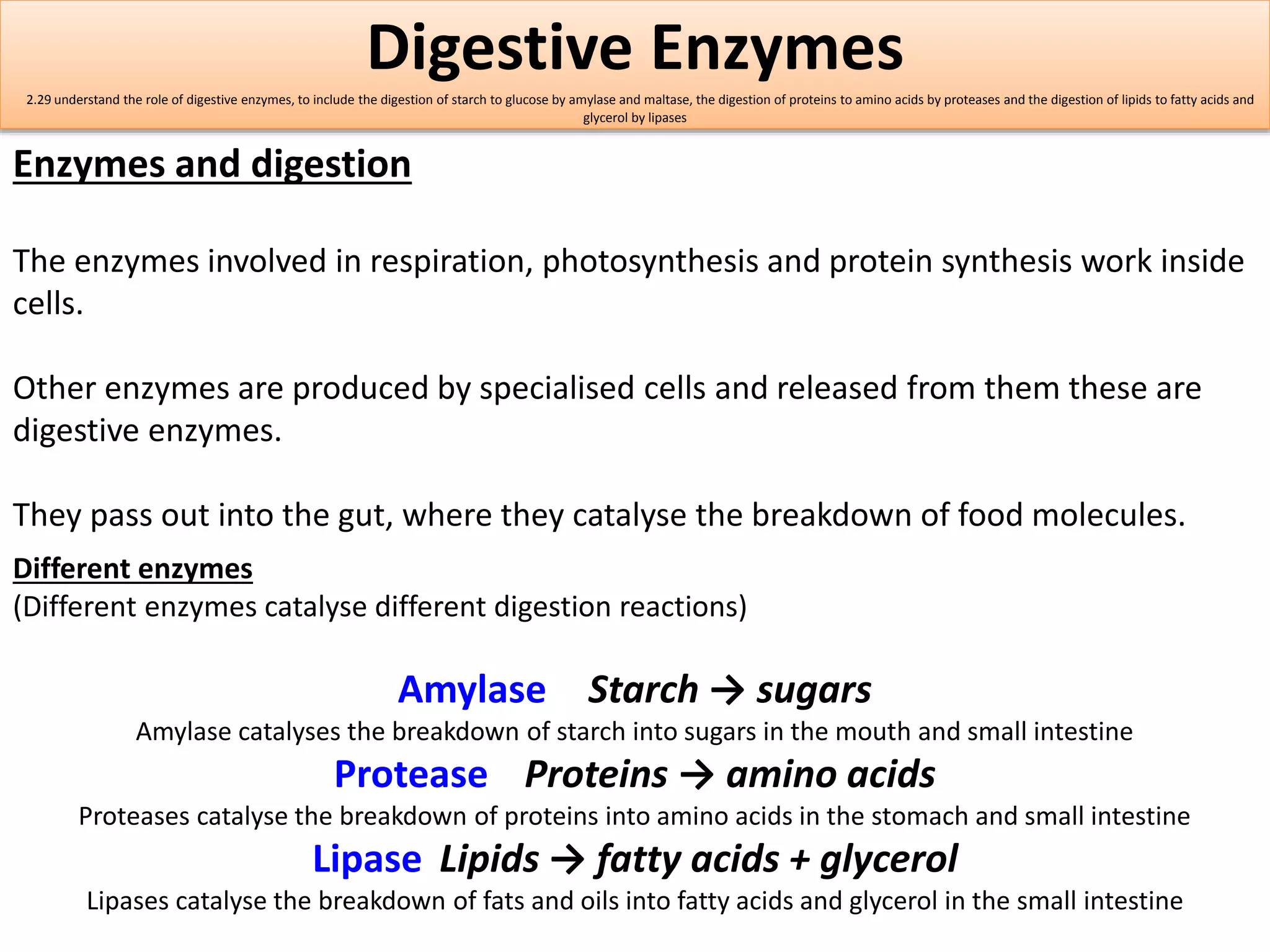 Digestive Enzymes 
2.29 understand the role of digestive enzymes, to include the digestion of starch to glucose by amylase and maltase, the digestion of proteins to amino acids by proteases and the digestion of lipids to fatty acids and 
glycerol by lipases 
Enzymes and digestion 
The enzymes involved in respiration, photosynthesis and protein synthesis work inside 
cells. 
Other enzymes are produced by specialised cells and released from them these are 
digestive enzymes. 
They pass out into the gut, where they catalyse the breakdown of food molecules. 
Different enzymes 
(Different enzymes catalyse different digestion reactions) 
Amylase Starch → sugars 
Amylase catalyses the breakdown of starch into sugars in the mouth and small intestine 
Protease Proteins → amino acids 
Proteases catalyse the breakdown of proteins into amino acids in the stomach and small intestine 
Lipase Lipids → fatty acids + glycerol 
Lipases catalyse the breakdown of fats and oils into fatty acids and glycerol in the small intestine 
 