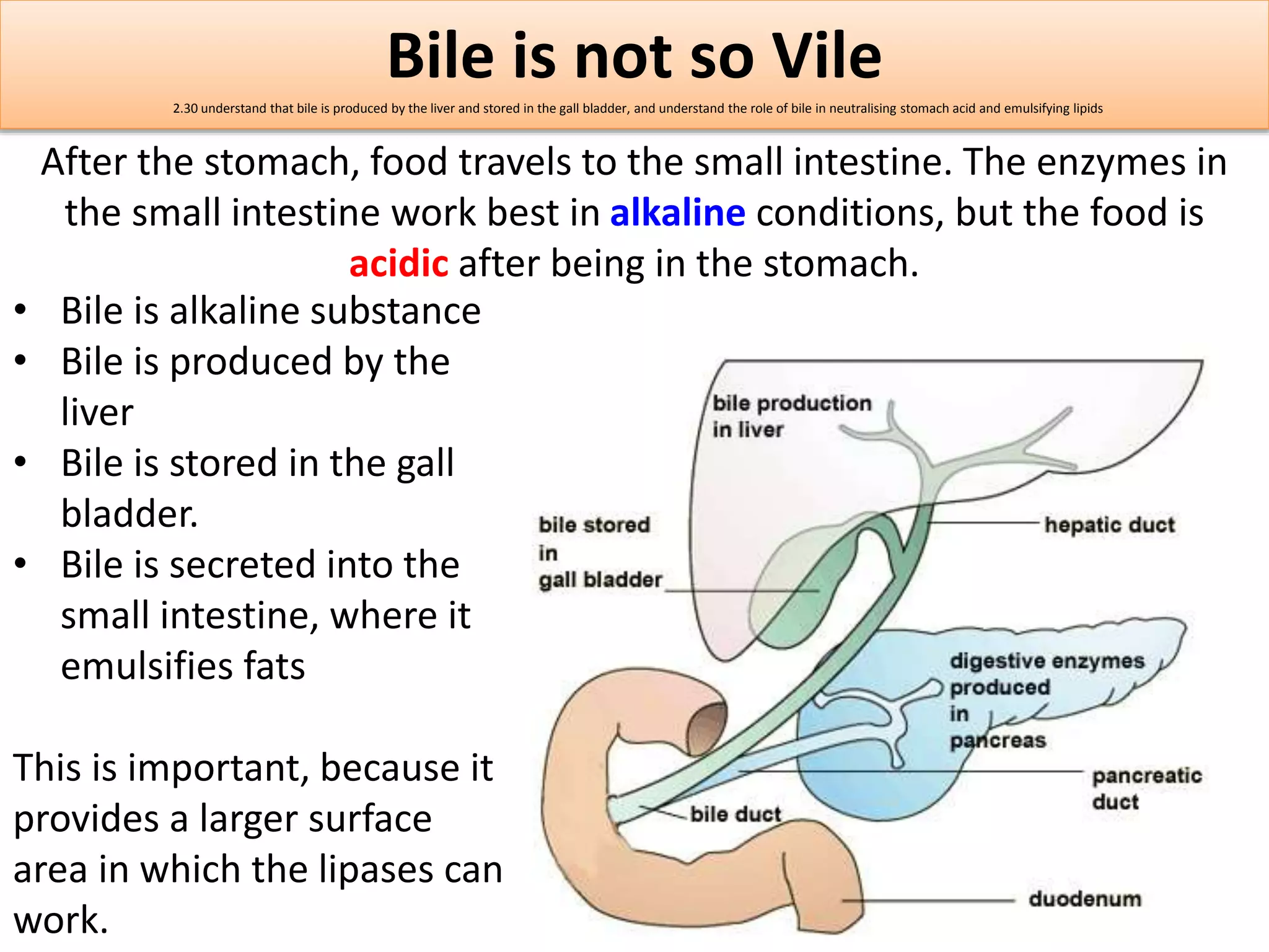 Bile is not so Vile 
2.30 understand that bile is produced by the liver and stored in the gall bladder, and understand the role of bile in neutralising stomach acid and emulsifying lipids 
After the stomach, food travels to the small intestine. The enzymes in 
the small intestine work best in alkaline conditions, but the food is 
acidic after being in the stomach. 
• Bile is alkaline substance 
• Bile is produced by the 
liver 
• Bile is stored in the gall 
bladder. 
• Bile is secreted into the 
small intestine, where it 
emulsifies fats 
This is important, because it 
provides a larger surface 
area in which the lipases can 
work. 
 