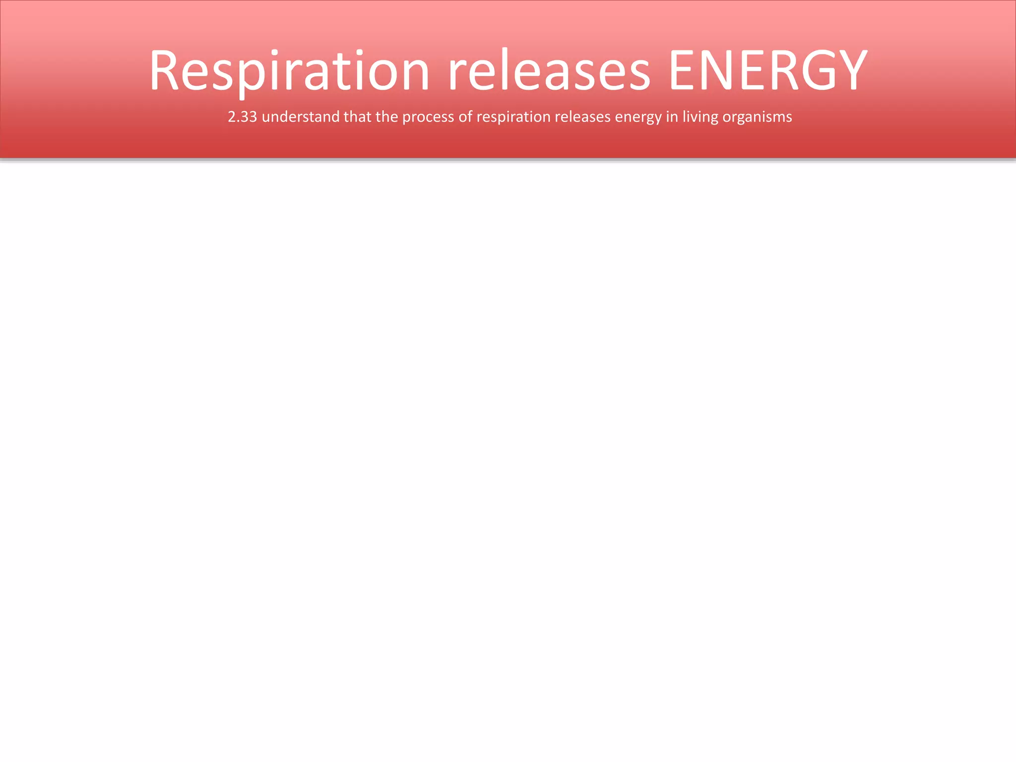 Respiration releases ENERGY 
2.33 understand that the process of respiration releases energy in living organisms 
 
