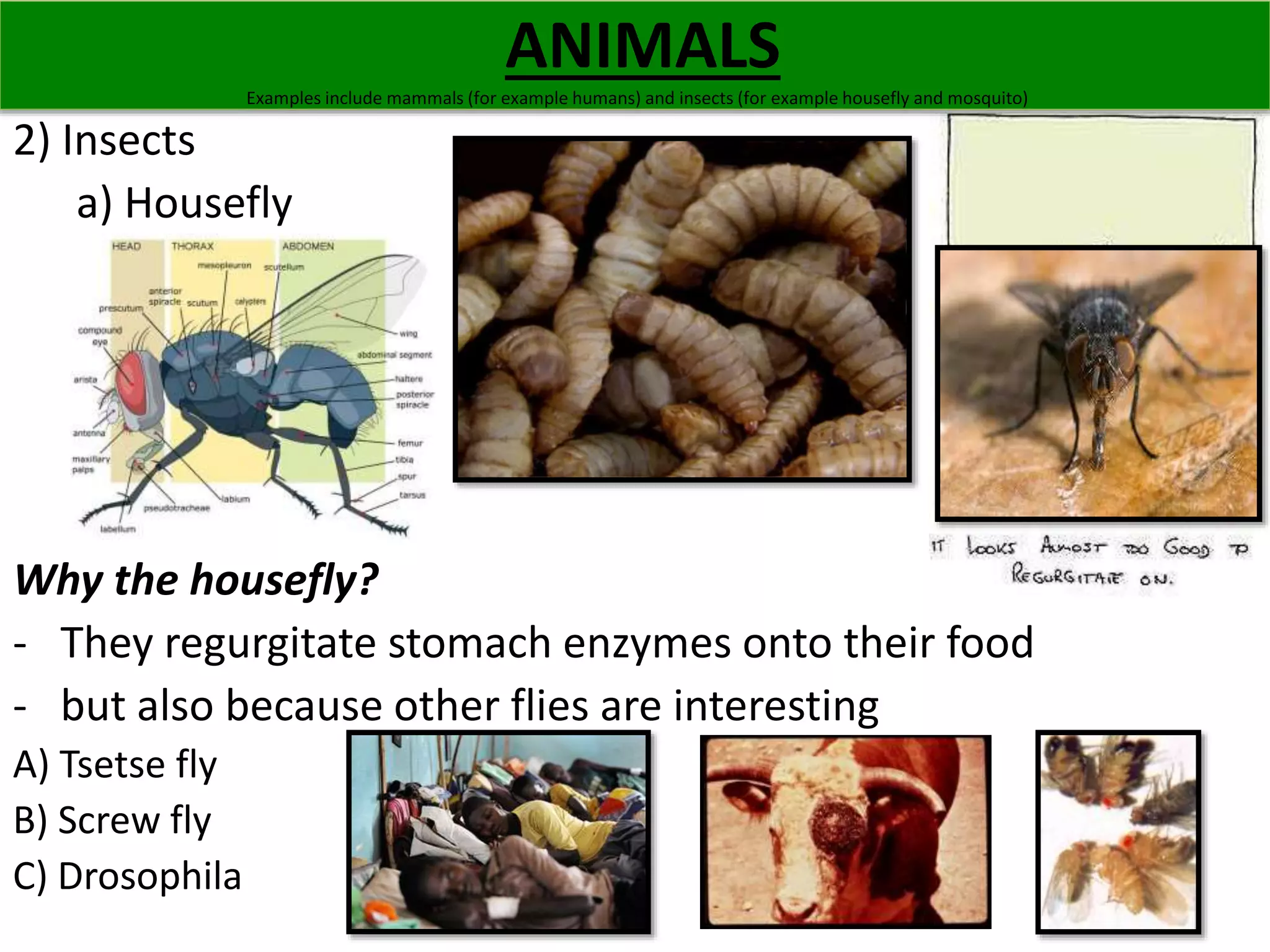 2) Insects 
Examples include mammals (for example humans) and insects (for example housefly and mosquito) 
a) Housefly 
ANIMALS 
Why the housefly? 
- They regurgitate stomach enzymes onto their food 
- but also because other flies are interesting 
A) Tsetse fly 
B) Screw fly 
C) Drosophila 
 