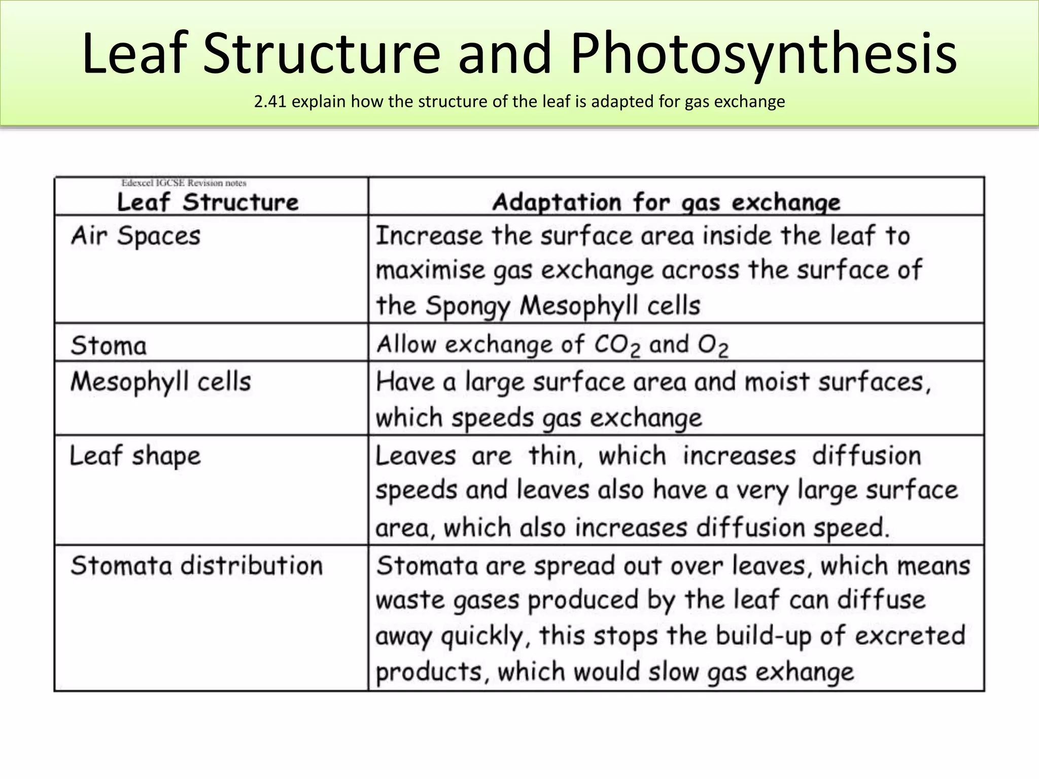 Leaf Structure and Photosynthesis 
2.41 explain how the structure of the leaf is adapted for gas exchange 
 