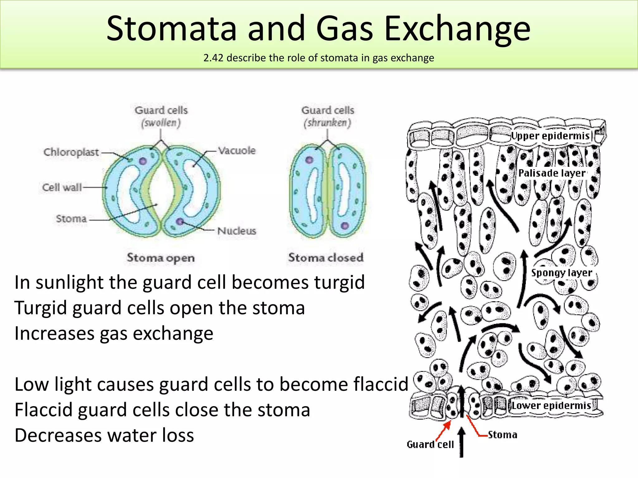 Stomata and Gas Exchange 
2.42 describe the role of stomata in gas exchange 
In sunlight the guard cell becomes turgid 
Turgid guard cells open the stoma 
Increases gas exchange 
Low light causes guard cells to become flaccid 
Flaccid guard cells close the stoma 
Decreases water loss 
 