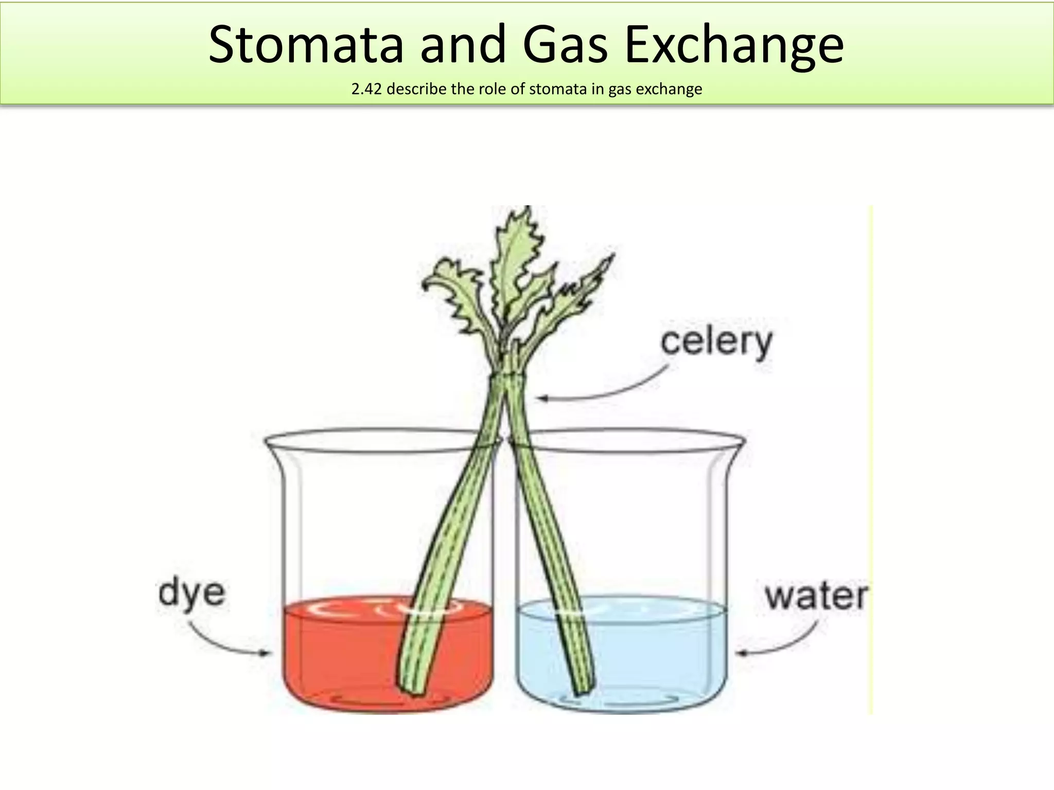 Stomata and Gas Exchange 
2.42 describe the role of stomata in gas exchange 
 