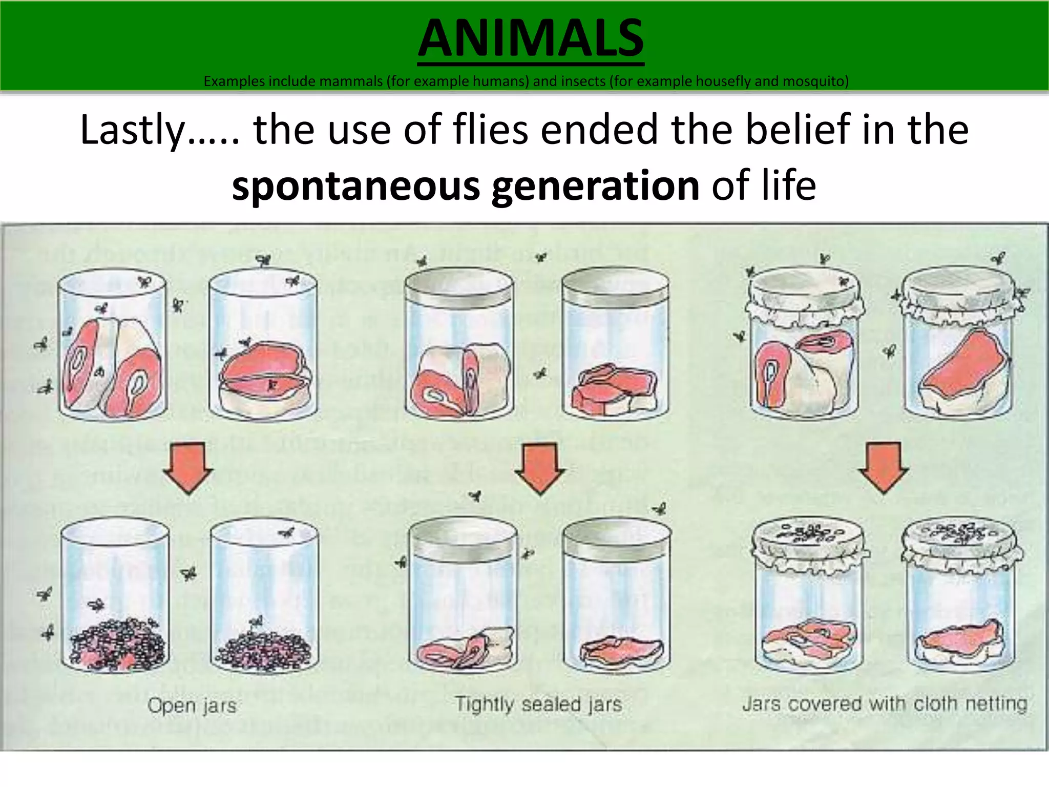 ANIMALS 
Examples include mammals (for example humans) and insects (for example housefly and mosquito) 
Lastly….. the use of flies ended the belief in the 
spontaneous generation of life 
 