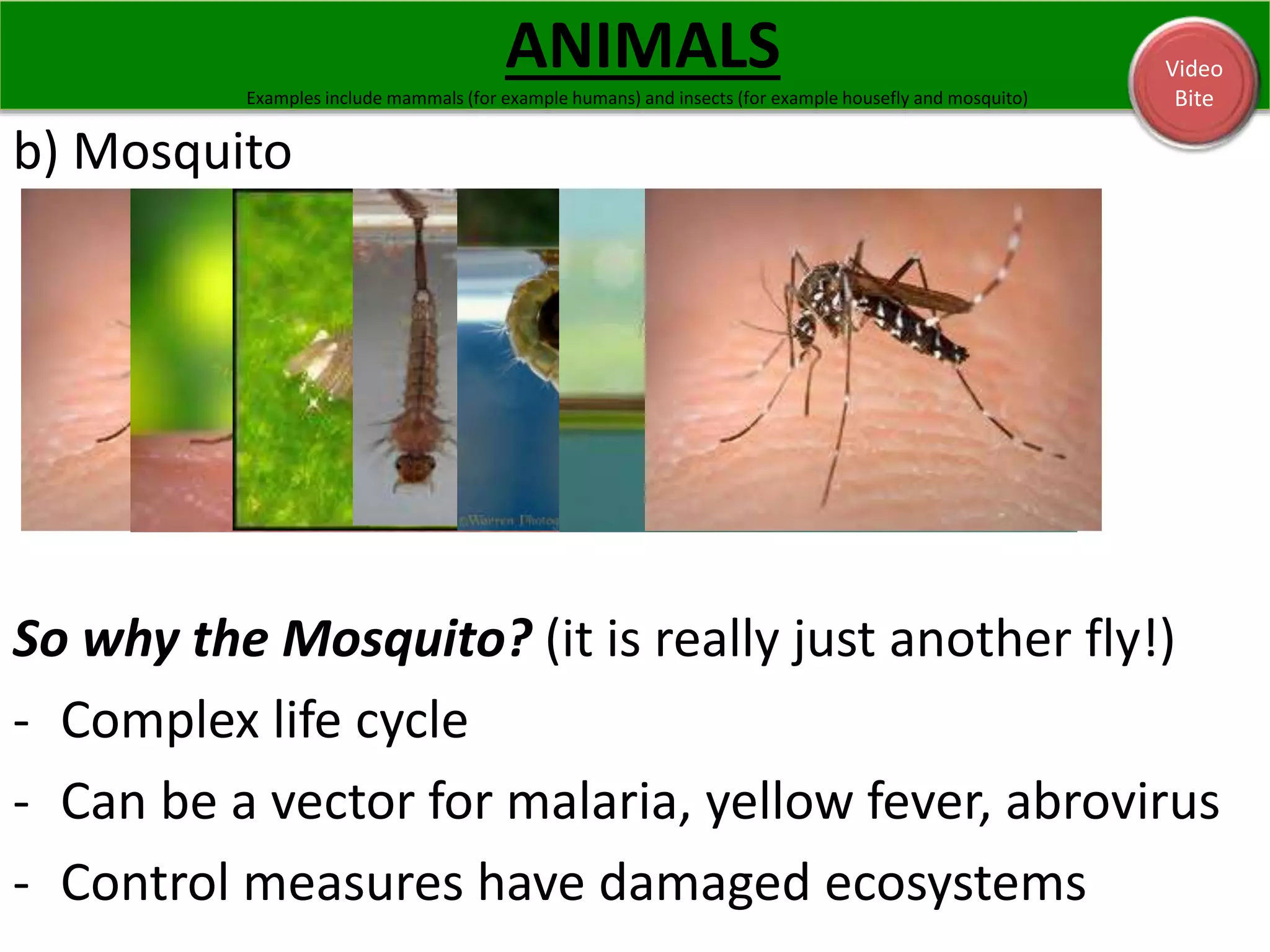 Examples include mammals (for example humans) and insects (for example housefly and mosquito) 
b) Mosquito 
ANIMALS 
Video 
Bite 
So why the Mosquito? (it is really just another fly!) 
- Complex life cycle 
- Can be a vector for malaria, yellow fever, abrovirus 
- Control measures have damaged ecosystems 
 