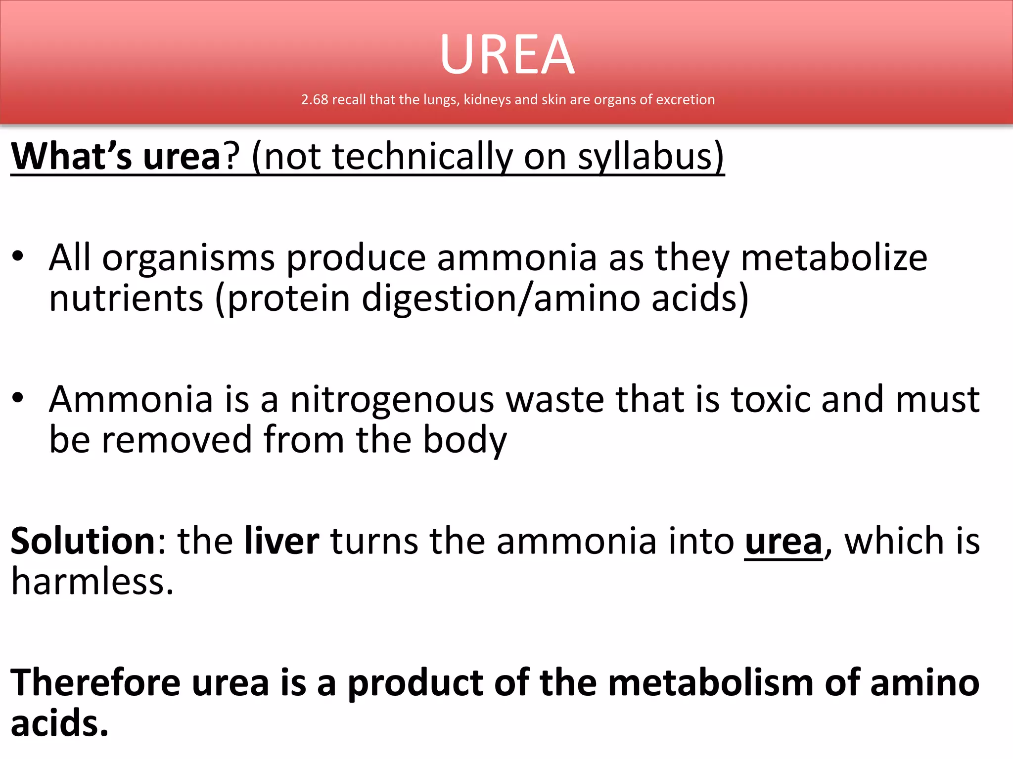 UREA 
2.68 recall that the lungs, kidneys and skin are organs of excretion 
What’s urea? (not technically on syllabus) 
• All organisms produce ammonia as they metabolize 
nutrients (protein digestion/amino acids) 
• Ammonia is a nitrogenous waste that is toxic and must 
be removed from the body 
Solution: the liver turns the ammonia into urea, which is 
harmless. 
Therefore urea is a product of the metabolism of amino 
acids. 
 