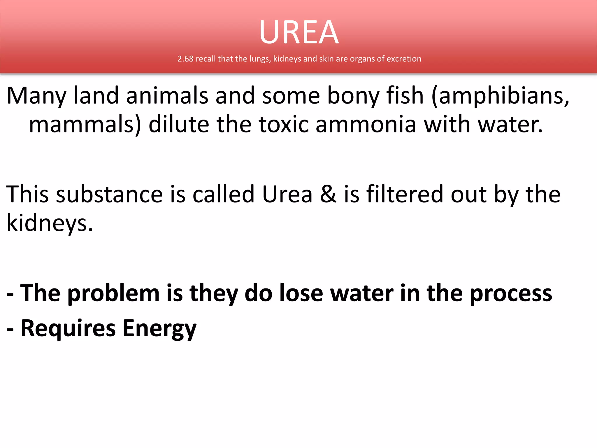 UREA 
2.68 recall that the lungs, kidneys and skin are organs of excretion 
Many land animals and some bony fish (amphibians, 
mammals) dilute the toxic ammonia with water. 
This substance is called Urea & is filtered out by the 
kidneys. 
- The problem is they do lose water in the process 
- Requires Energy 
 