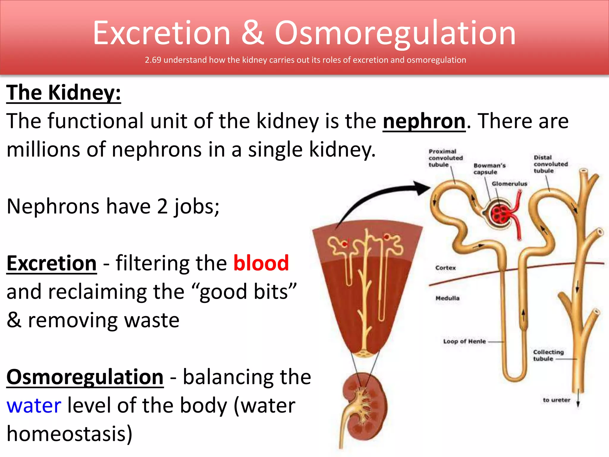 Excretion & Osmoregulation 
2.69 understand how the kidney carries out its roles of excretion and osmoregulation 
The Kidney: 
The functional unit of the kidney is the nephron. There are 
millions of nephrons in a single kidney. 
Nephrons have 2 jobs; 
Excretion - filtering the blood 
and reclaiming the “good bits” 
& removing waste 
Osmoregulation - balancing the 
water level of the body (water 
homeostasis) 
 
