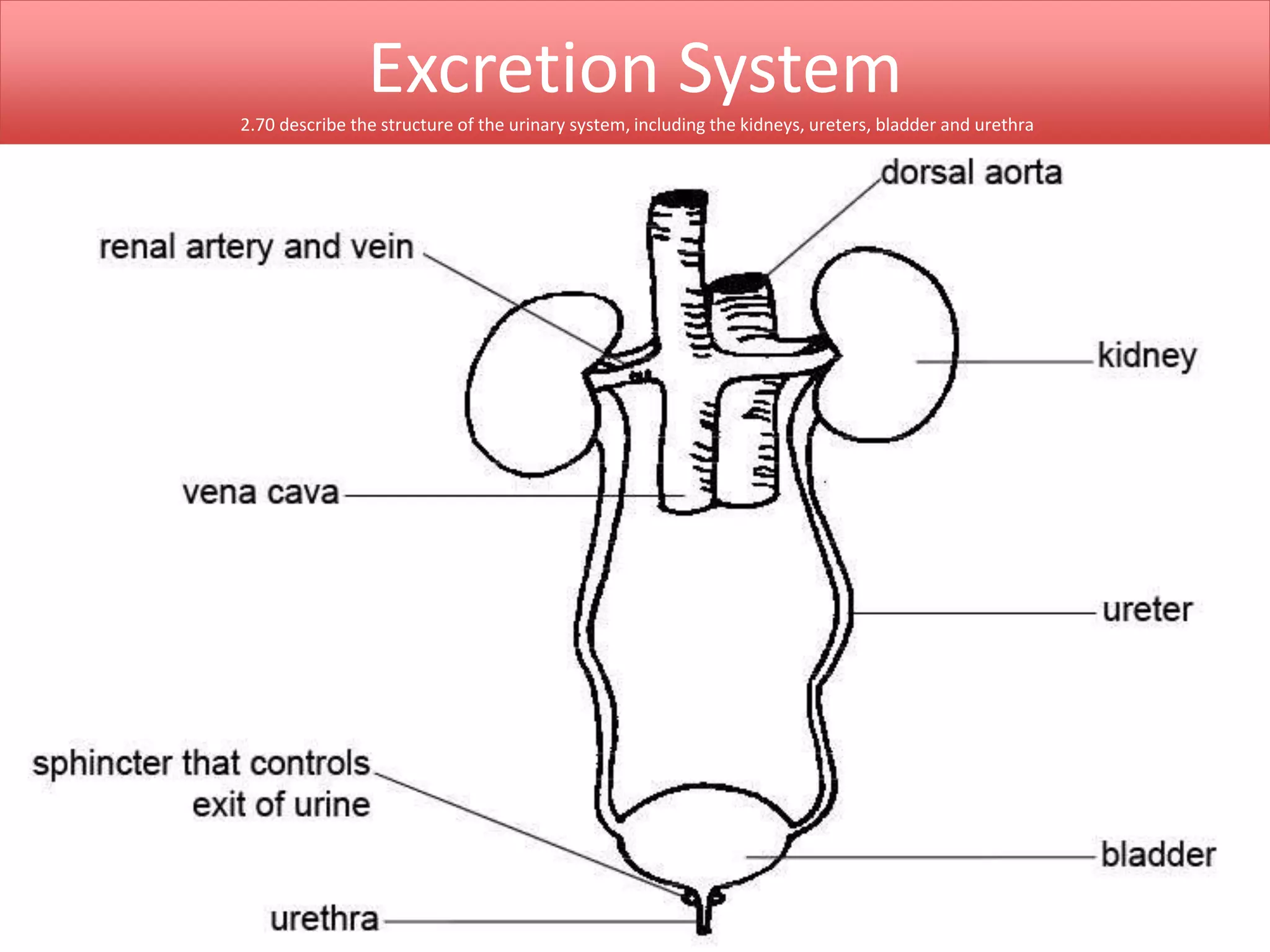 Excretion System 
2.70 describe the structure of the urinary system, including the kidneys, ureters, bladder and urethra 
 