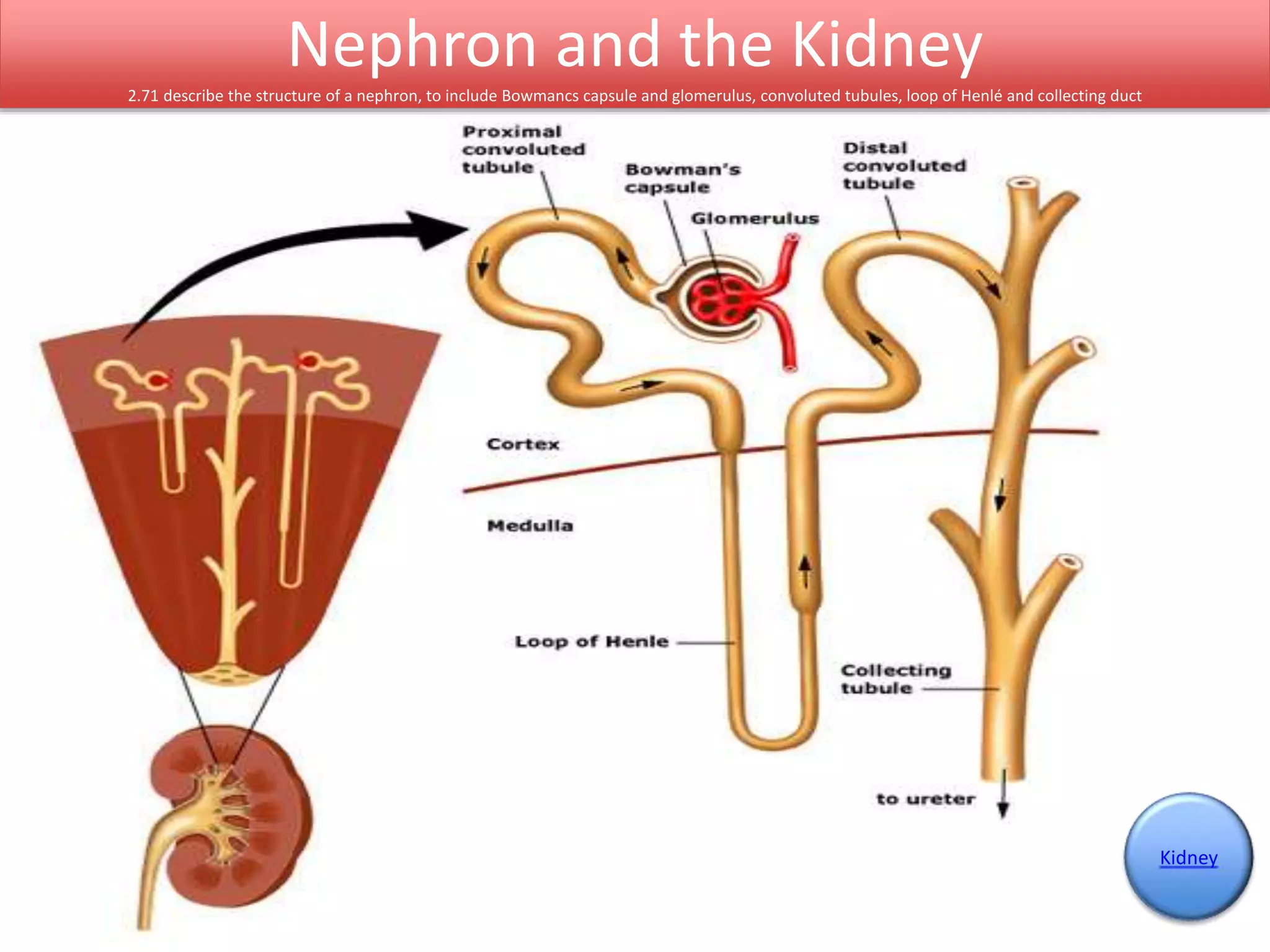 Kidney 
Nephron and the Kidney 
2.71 describe the structure of a nephron, to include Bowmancs capsule and glomerulus, convoluted tubules, loop of Henlé and collecting duct 
 