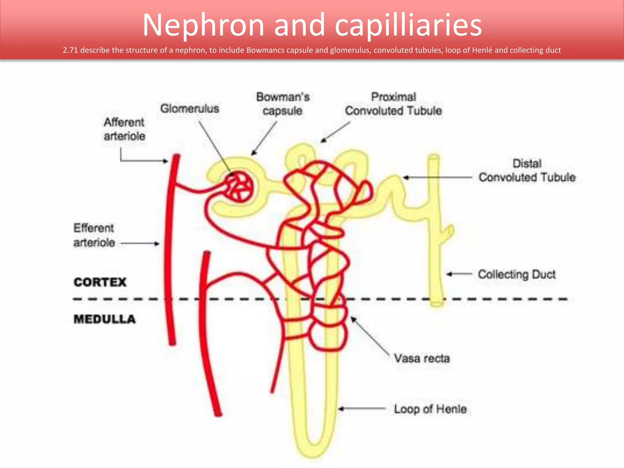 Nephron and capilliaries 
2.71 describe the structure of a nephron, to include Bowmancs capsule and glomerulus, convoluted tubules, loop of Henlé and collecting duct 
 