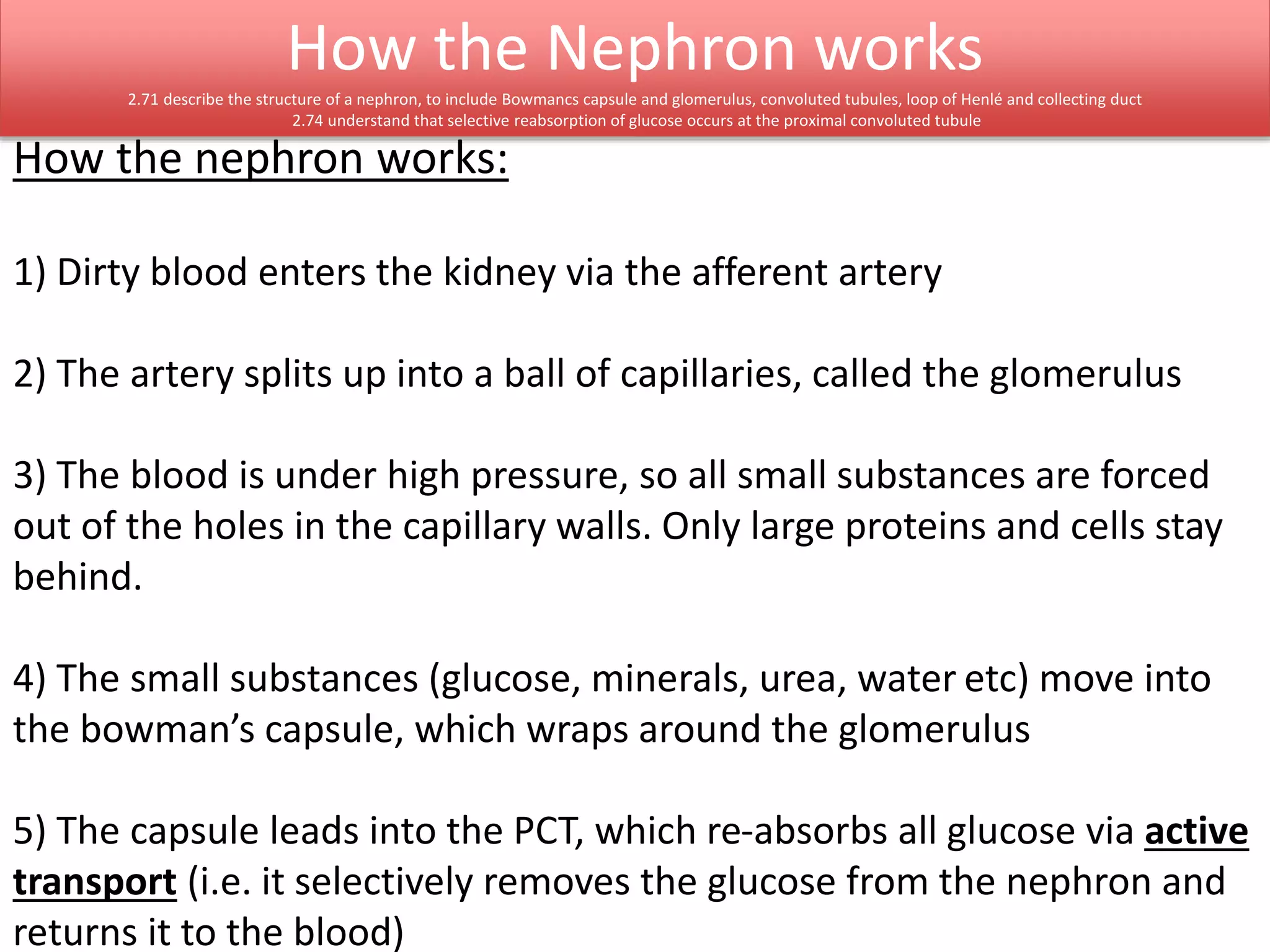 How the Nephron works 
2.71 describe the structure of a nephron, to include Bowmancs capsule and glomerulus, convoluted tubules, loop of Henlé and collecting duct 
2.74 understand that selective reabsorption of glucose occurs at the proximal convoluted tubule 
How the nephron works: 
1) Dirty blood enters the kidney via the afferent artery 
2) The artery splits up into a ball of capillaries, called the glomerulus 
3) The blood is under high pressure, so all small substances are forced 
out of the holes in the capillary walls. Only large proteins and cells stay 
behind. 
4) The small substances (glucose, minerals, urea, water etc) move into 
the bowman’s capsule, which wraps around the glomerulus 
5) The capsule leads into the PCT, which re-absorbs all glucose via active 
transport (i.e. it selectively removes the glucose from the nephron and 
returns it to the blood) 
 