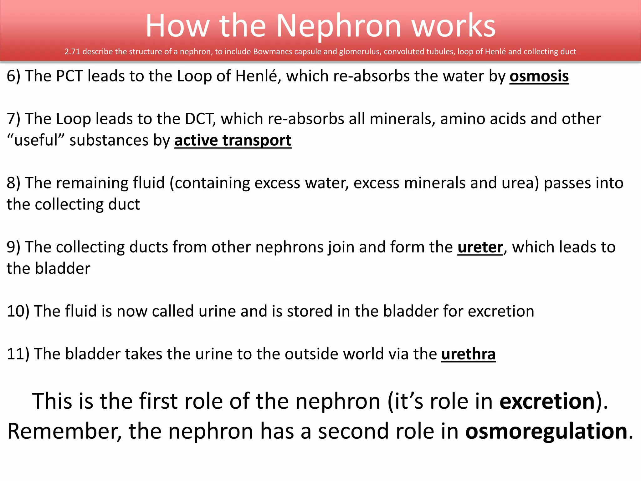How the Nephron works 
2.71 describe the structure of a nephron, to include Bowmancs capsule and glomerulus, convoluted tubules, loop of Henlé and collecting duct 
6) The PCT leads to the Loop of Henlé, which re-absorbs the water by osmosis 
7) The Loop leads to the DCT, which re-absorbs all minerals, amino acids and other 
“useful” substances by active transport 
8) The remaining fluid (containing excess water, excess minerals and urea) passes into 
the collecting duct 
9) The collecting ducts from other nephrons join and form the ureter, which leads to 
the bladder 
10) The fluid is now called urine and is stored in the bladder for excretion 
11) The bladder takes the urine to the outside world via the urethra 
This is the first role of the nephron (it’s role in excretion). 
Remember, the nephron has a second role in osmoregulation. 
 