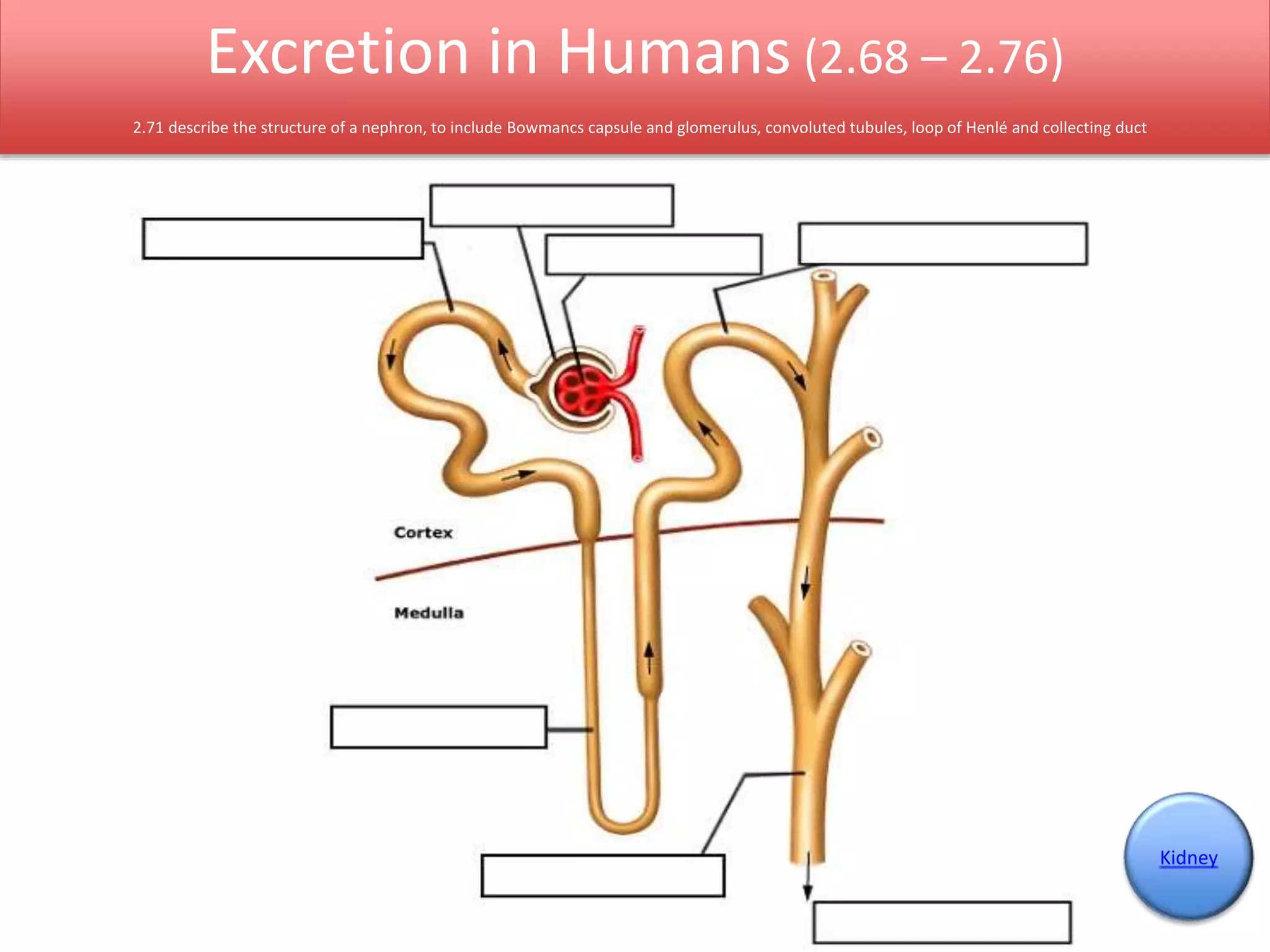 Excretion in Humans (2.68 – 2.76) 
2.71 describe the structure of a nephron, to include Bowmancs capsule and glomerulus, convoluted tubules, loop of Henlé and collecting duct 
Kidney 
 