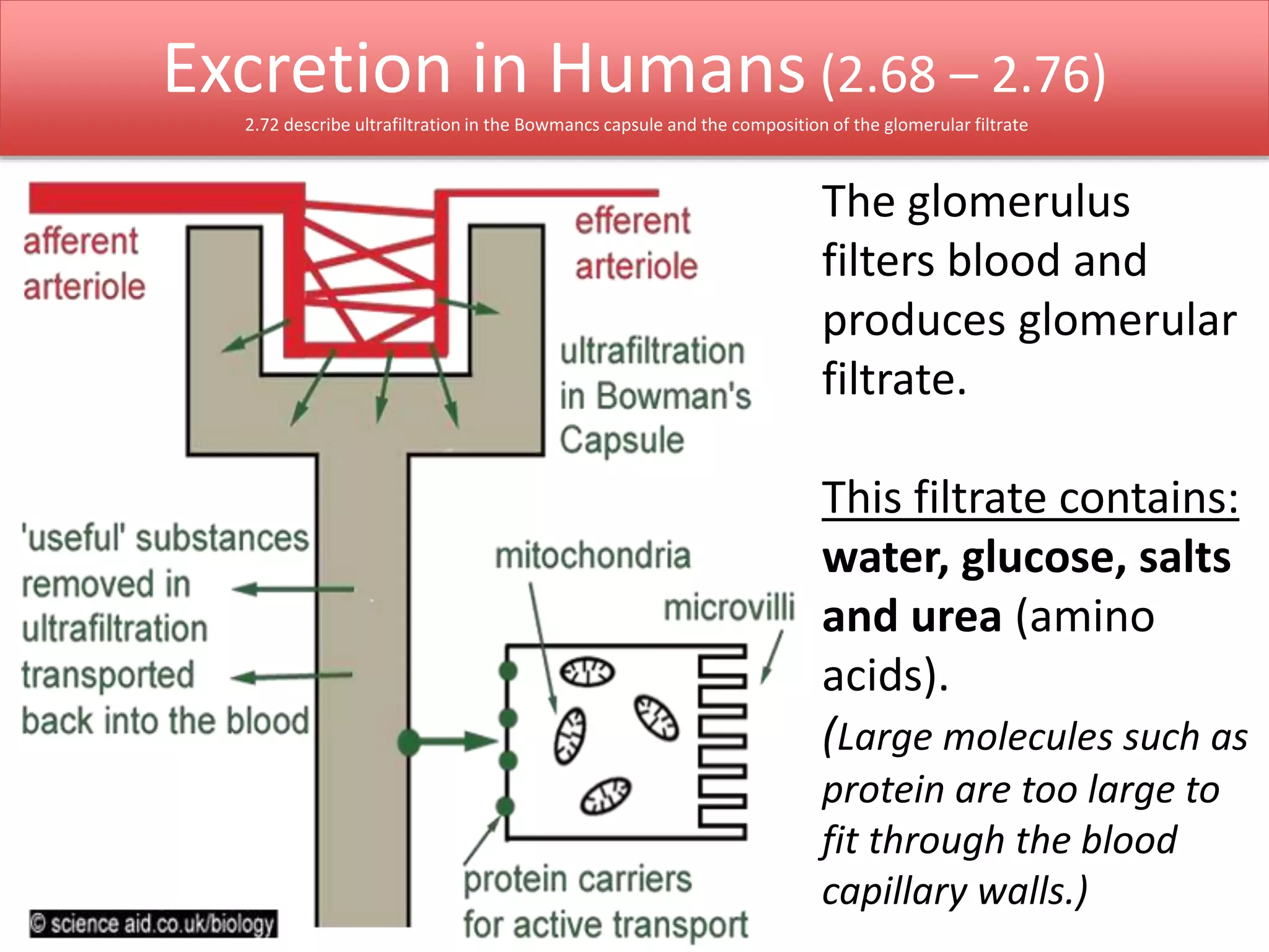 Excretion in Humans (2.68 – 2.76) 
2.72 describe ultrafiltration in the Bowmancs capsule and the composition of the glomerular filtrate 
The glomerulus 
filters blood and 
produces glomerular 
filtrate. 
This filtrate contains: 
water, glucose, salts 
and urea (amino 
acids). 
(Large molecules such as 
protein are too large to 
fit through the blood 
capillary walls.) 
 