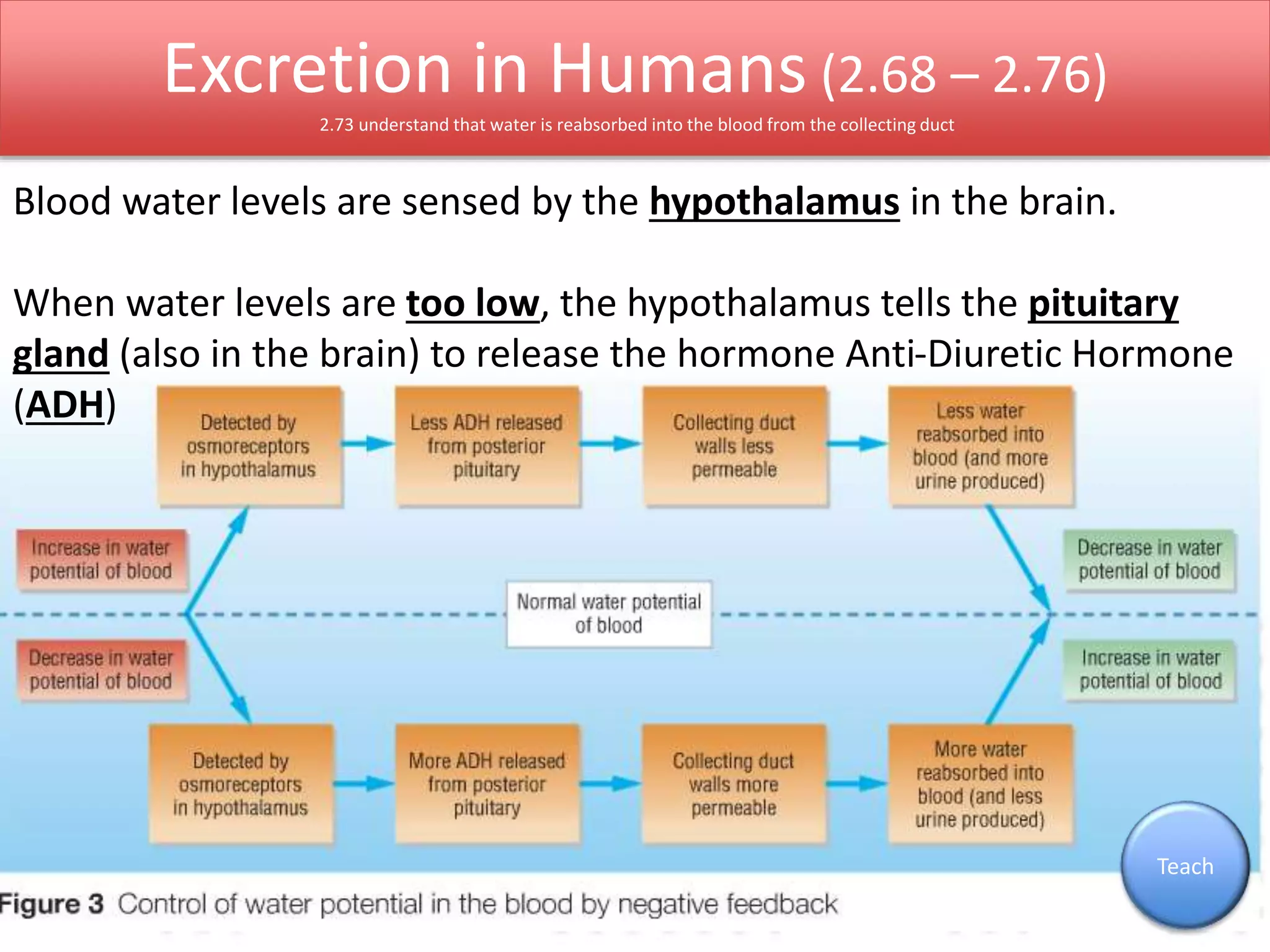 Excretion in Humans (2.68 – 2.76) 
2.73 understand that water is reabsorbed into the blood from the collecting duct 
Teach 
Blood water levels are sensed by the hypothalamus in the brain. 
When water levels are too low, the hypothalamus tells the pituitary 
gland (also in the brain) to release the hormone Anti-Diuretic Hormone 
(ADH) 
 
