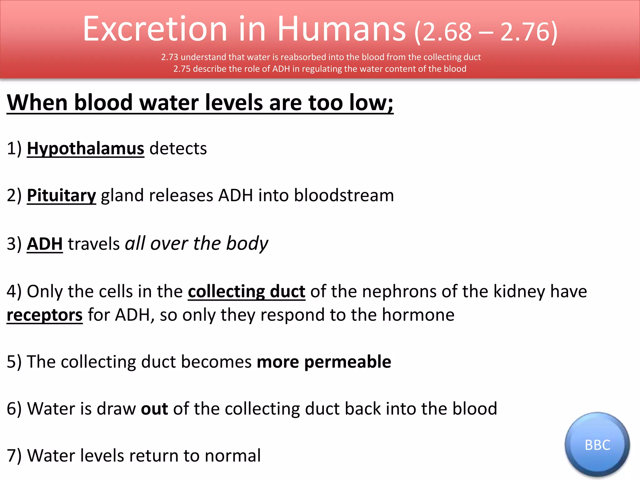 Excretion in Humans (2.68 – 2.76) 
2.73 understand that water is reabsorbed into the blood from the collecting duct 
2.75 describe the role of ADH in regulating the water content of the blood 
When blood water levels are too low; 
1) Hypothalamus detects 
2) Pituitary gland releases ADH into bloodstream 
3) ADH travels all over the body 
4) Only the cells in the collecting duct of the nephrons of the kidney have 
receptors for ADH, so only they respond to the hormone 
5) The collecting duct becomes more permeable 
6) Water is draw out of the collecting duct back into the blood 
7) Water levels return to normal 
BBC 
 